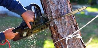 Best Tree and Shrub Care  in Greenfield, TN