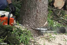 How Our Tree Care Process Works  in  Greenfield, TN
