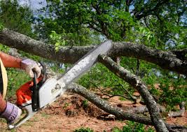 Professional Tree Care in Greenfield, TN