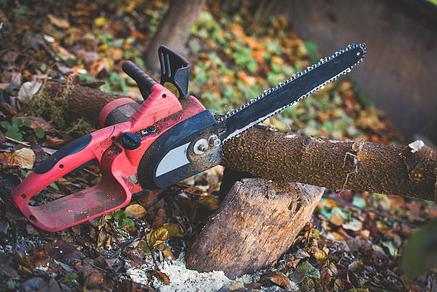 Best Tree Cabling and Bracing  in Greenfield, TN